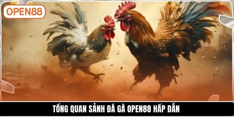 Tổng quan sảnh đá gà OPEN88 hấp dẫn